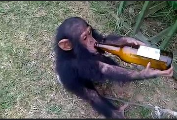 alasan-mengapa-simpanse-menyukai-minuman-alkohol