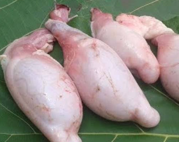 manfaat-dari-torpedo-kambing