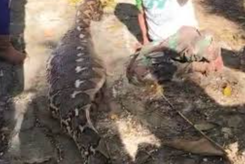 petani-di-buton-selatan-tewas-ditelan-ular-piton