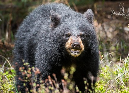jepang-minta-bantuan-militer-untuk-hadapi-beruang