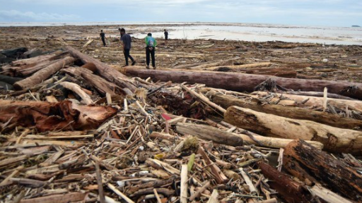 banyak-kayu-gelondongan-di-pantai-usai-banjir-di-padang