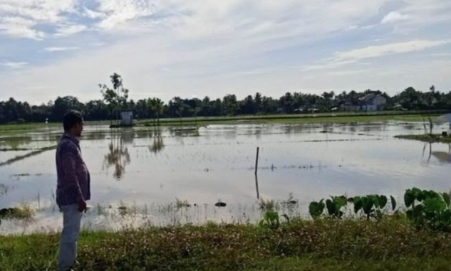 Banjir di Aceh Rendam Sawah Petani